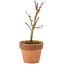 Acer palmatum Deshojo, 16 cm, ± 5 jaar oud