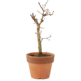 Acer palmatum Deshojo, 17 cm, ± 5 years old