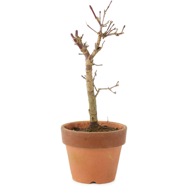 Acer palmatum Deshojo, 17 cm, ± 5 Jahre alt