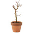 Acer palmatum Deshojo, 17 cm, ± 5 jaar oud