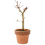 Acer palmatum Deshojo, 17 cm, ± 5 Jahre alt