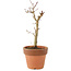 Acer palmatum Deshojo, 17 cm, ± 5 jaar oud