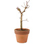 Acer palmatum Deshojo, 17 cm, ± 5 years old