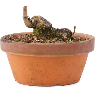 Acer buergerianum, 3,5 cm, ± 8 ans