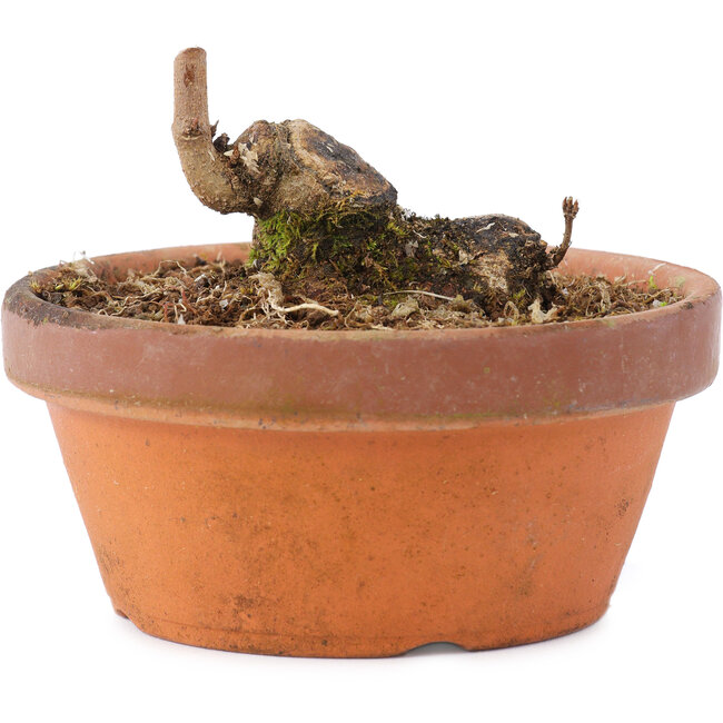 Acer buergerianum, 3,5 cm, ± 8 anni