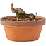 Acer buergerianum, 3,5 cm, ± 8 anni