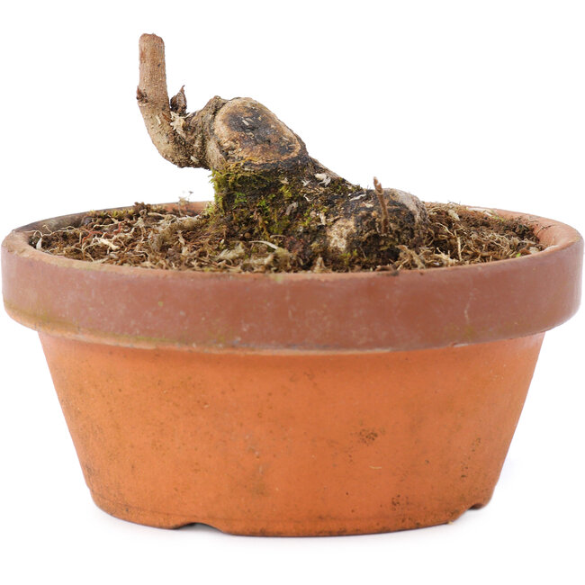 Acer buergerianum, 3,5 cm, ± 8 jaar oud