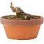Acer buergerianum, 3,5 cm, ± 8 anni