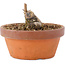 Acer buergerianum, 3,5 cm, ± 8 anni