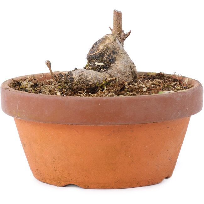 Acer buergerianum, 3,5 cm, ± 8 años