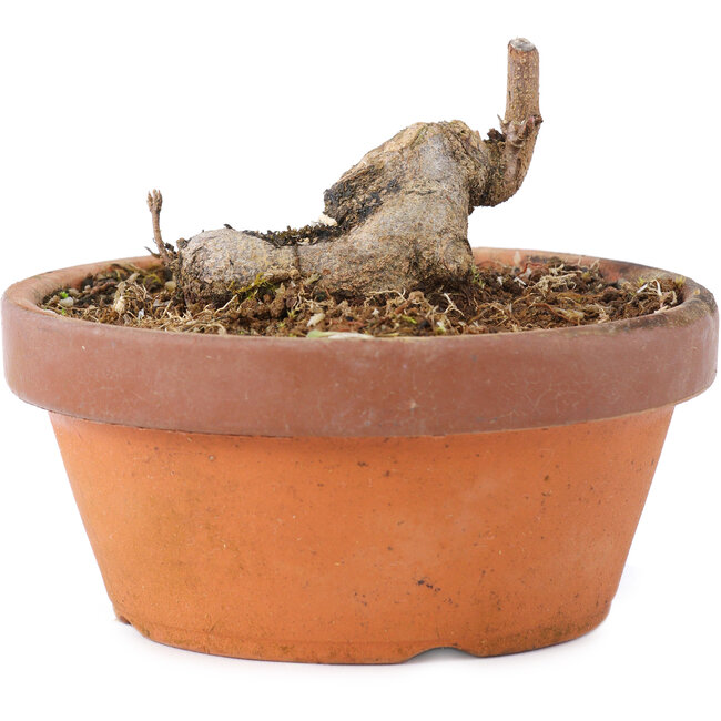 Acer buergerianum, 3,5 cm, ± 8 anni