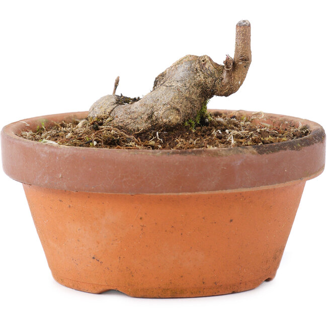 Acer buergerianum, 3,5 cm, ± 8 jaar oud