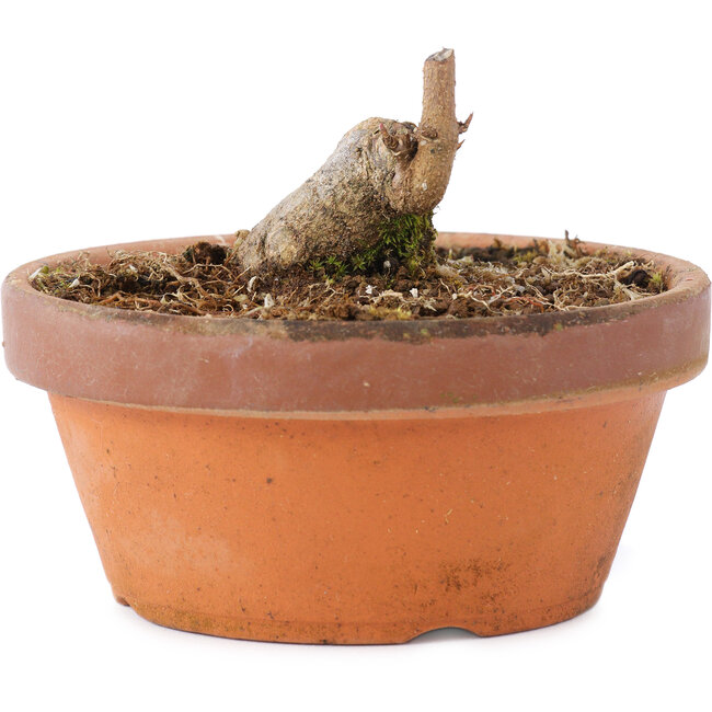 Acer buergerianum, 3,5 cm, ± 8 ans