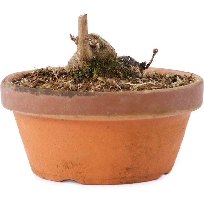 Acer buergerianum, 3,5 cm, ± 8 años