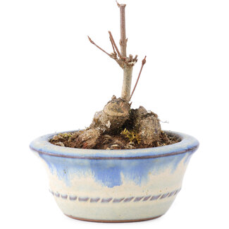 Acer buergerianum, 7 cm, ± 8 ans