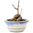 Acer buergerianum, 7 cm, ± 8 ans
