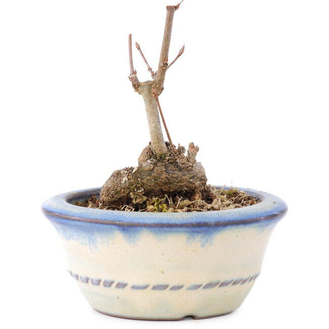 Acer buergerianum, 7 cm, ± 8 Jahre alt