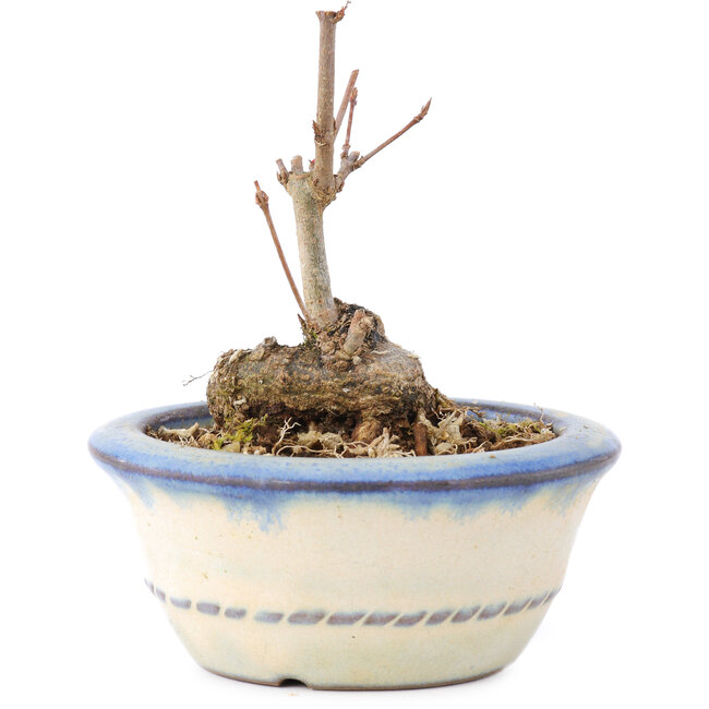 Acer buergerianum, 7 cm, ± 8 jaar oud