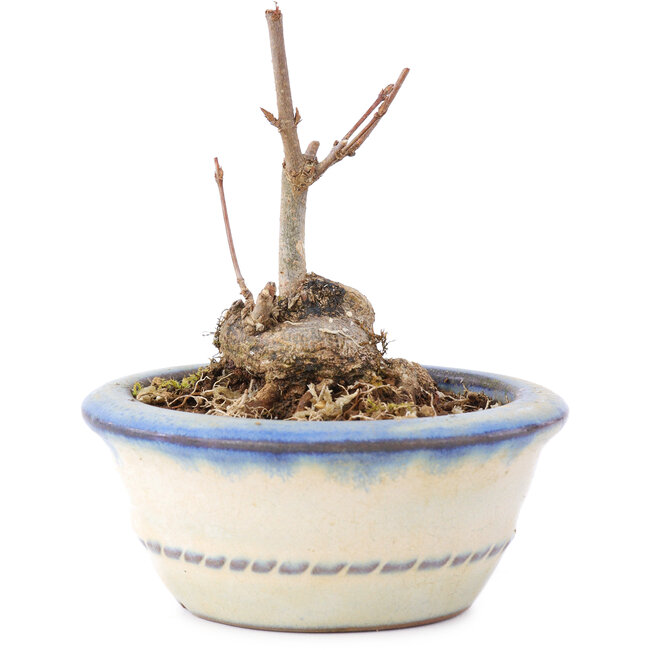 Acer buergerianum, 7 cm, ± 8 Jahre alt