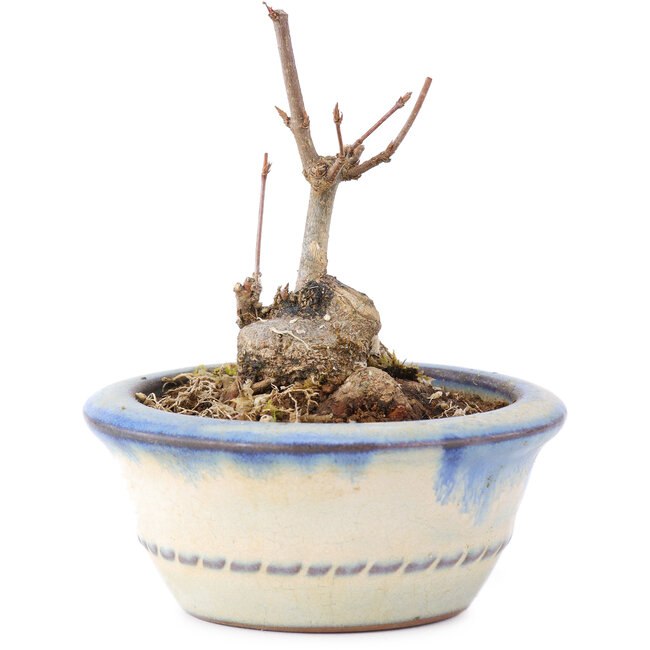 Acer buergerianum, 7 cm, ± 8 ans