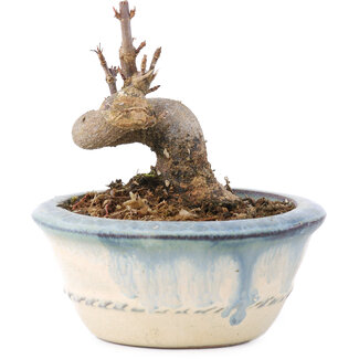 Acer buergerianum, 6 cm, ± 8 years old