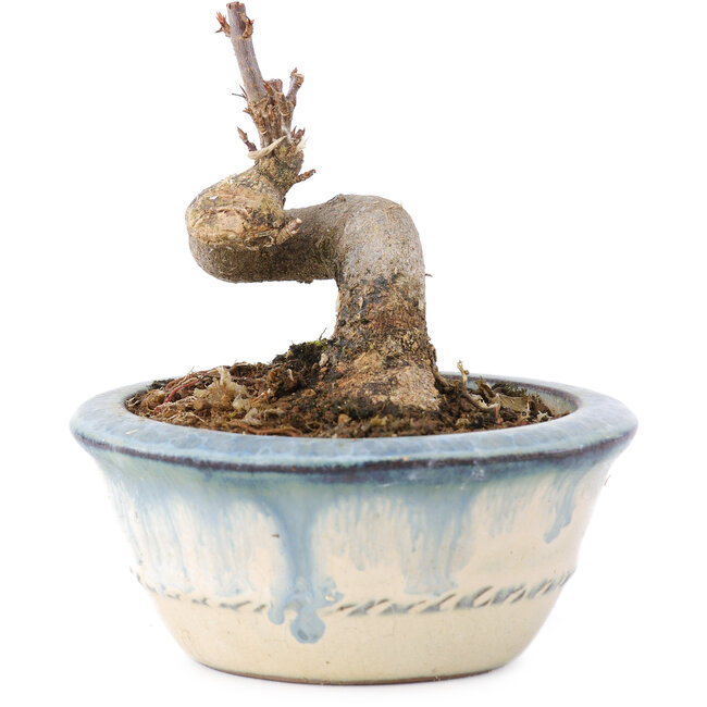 Acer buergerianum, 6 cm, ± 8 ans