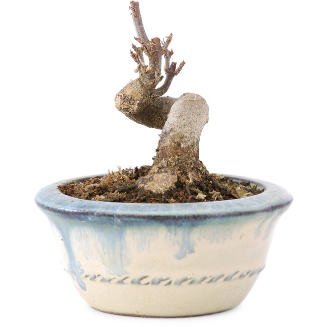 Acer buergerianum, 6 cm, ± 8 ans