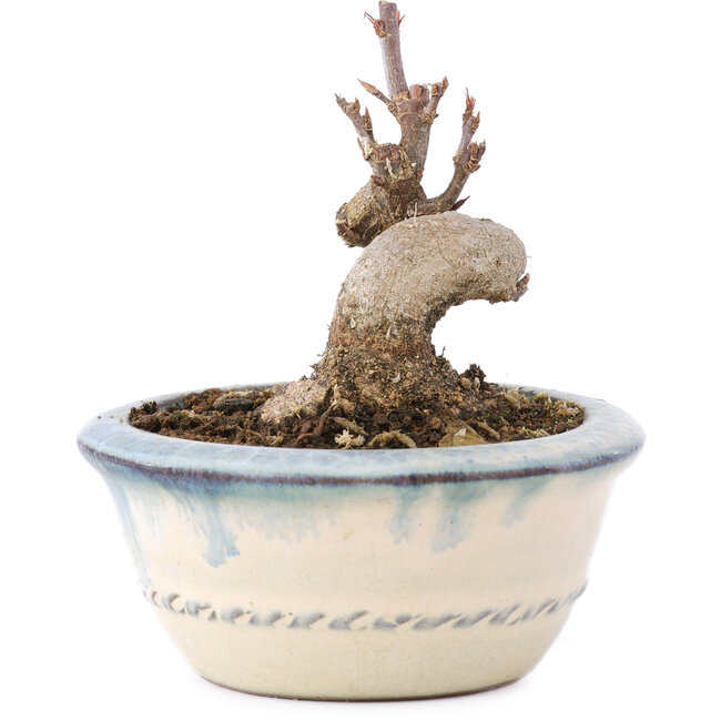 Acer buergerianum, 6 cm, ± 8 years old