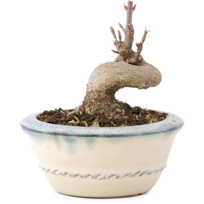 Acer buergerianum, 6 cm, ± 8 ans