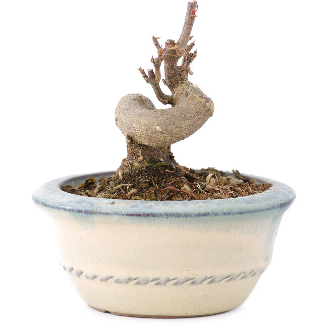 Acer buergerianum, 6 cm, ± 8 years old