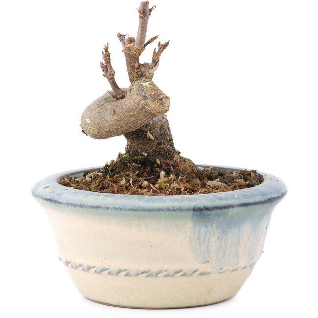 Acer buergerianum, 6 cm, ± 8 years old