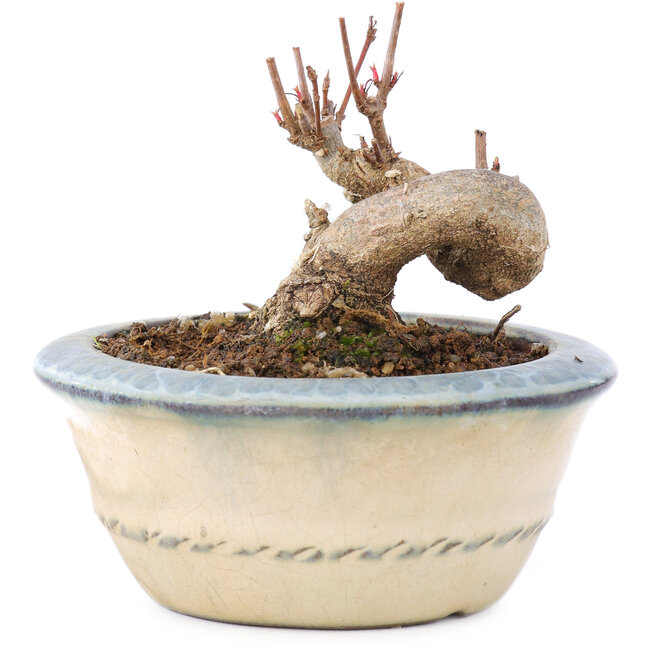 Acer buergerianum, 5,5 cm, ± 8 anni