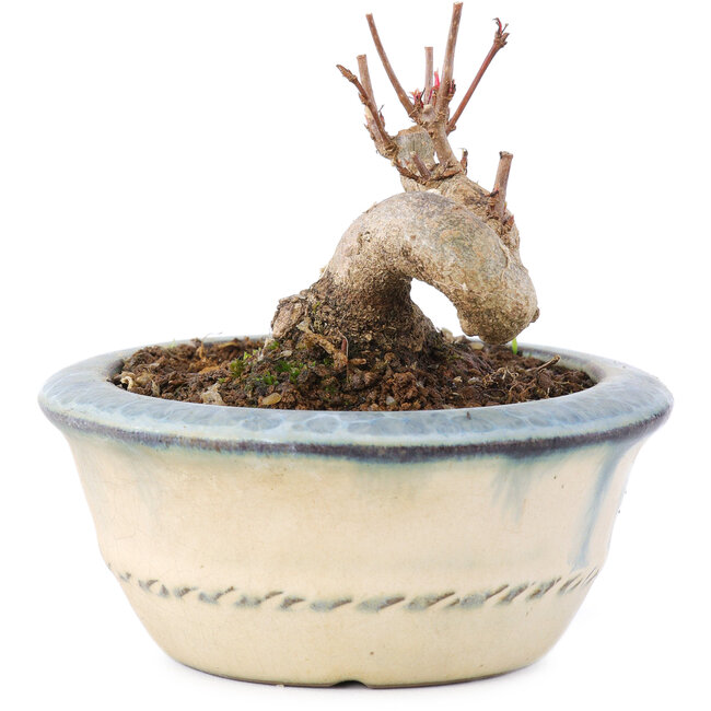 Acer buergerianum, 5,5 cm, ± 8 anni