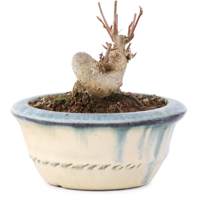 Acer buergerianum, 5,5 cm, ± 8 años