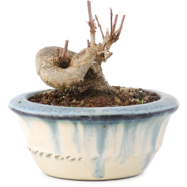 Acer buergerianum, 5,5 cm, ± 8 anni