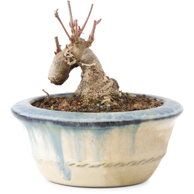 Acer buergerianum, 5,5 cm, ± 8 ans