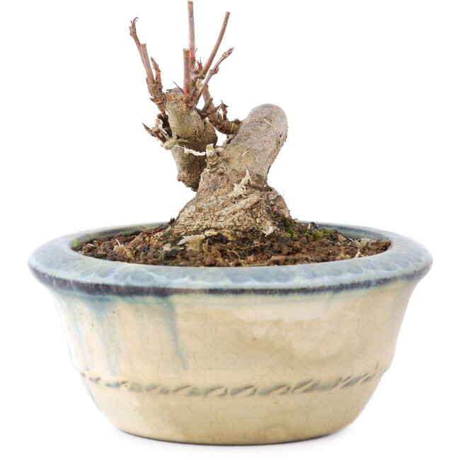 Acer buergerianum, 5,5 cm, ± 8 Jahre alt