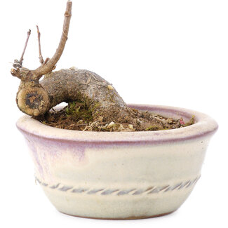 Acer buergerianum, 5 cm, ± 8 years old