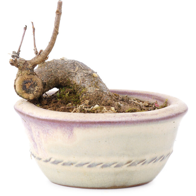 Acer buergerianum, 5 cm, ± 8 years old