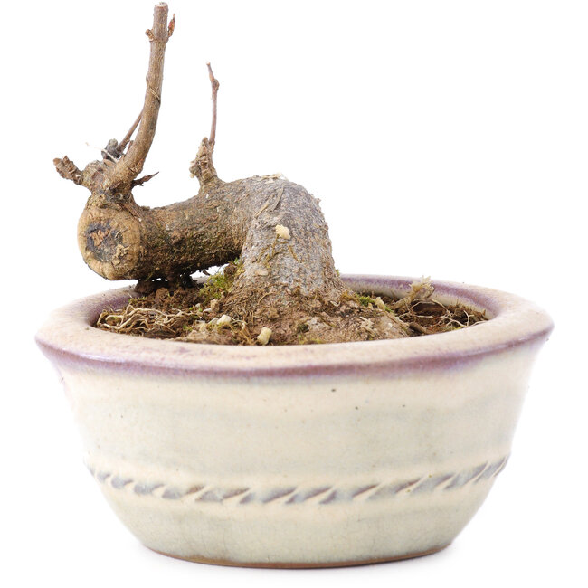 Acer buergerianum, 5 cm, ± 8 anni