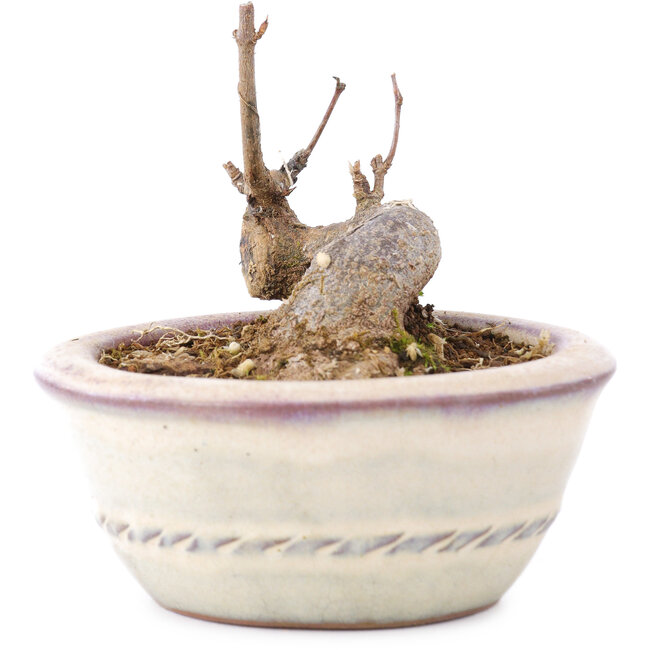 Acer buergerianum, 5 cm, ± 8 years old