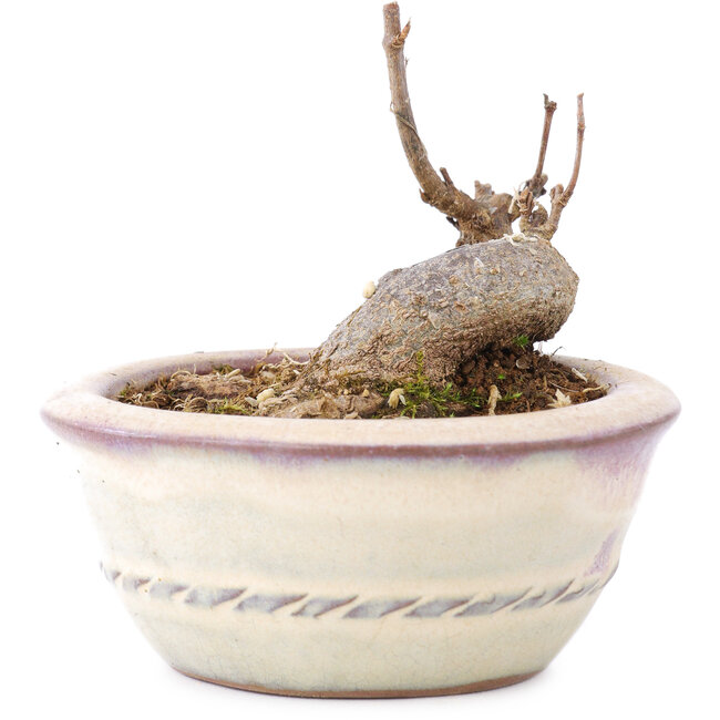 Acer buergerianum, 5 cm, ± 8 anni