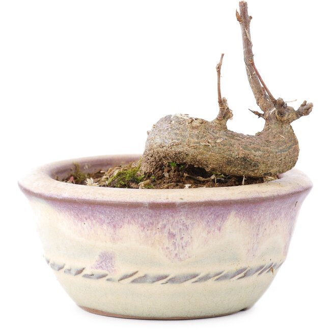 Acer buergerianum, 5 cm, ± 8 ans