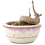 Acer buergerianum, 5 cm, ± 8 jaar oud