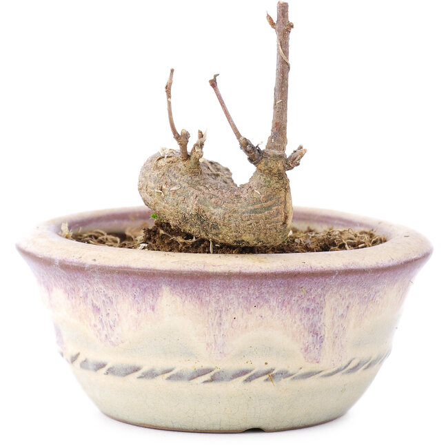 Acer buergerianum, 5 cm, ± 8 anni