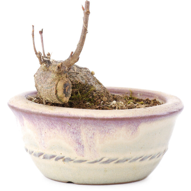 Acer buergerianum, 5 cm, ± 8 anni