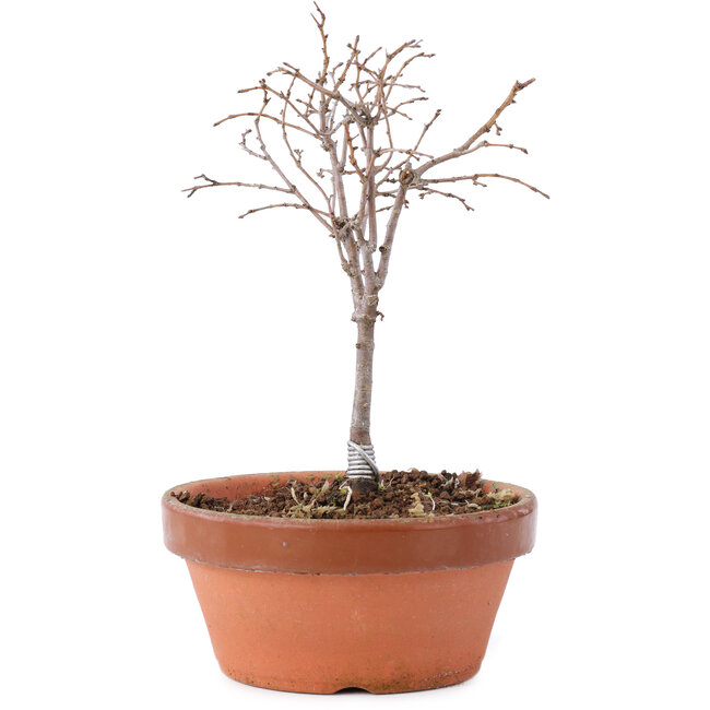 Zelkova serrata, 14 cm, ± 5 Jahre alt