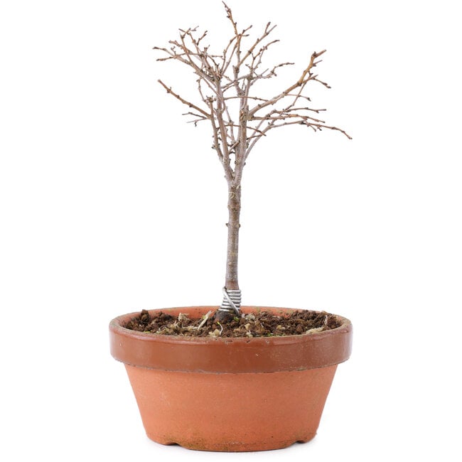 Zelkova serrata, 14 cm, ± 5 Jahre alt
