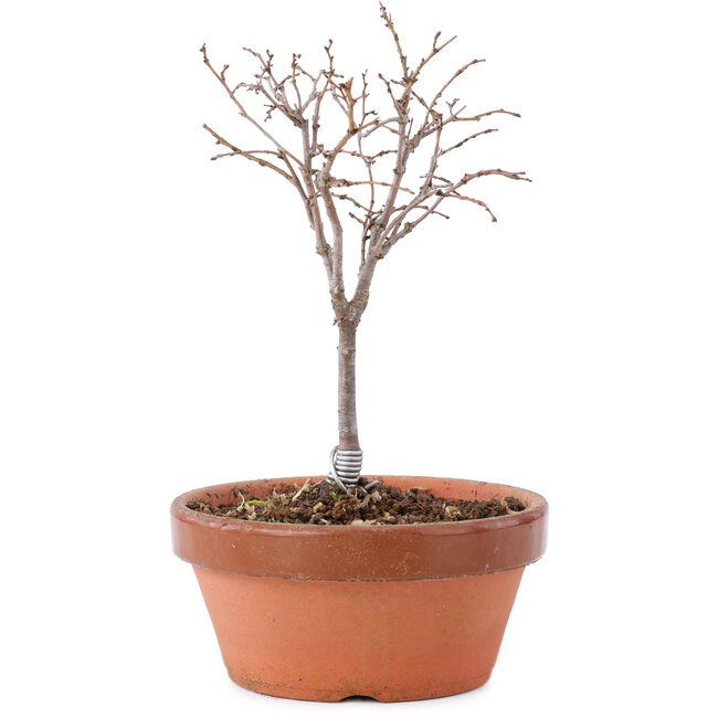 Zelkova serrata, 14 cm, ± 5 anni