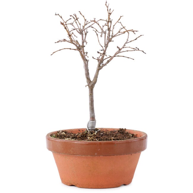 Zelkova serrata, 14 cm, ± 5 Jahre alt
